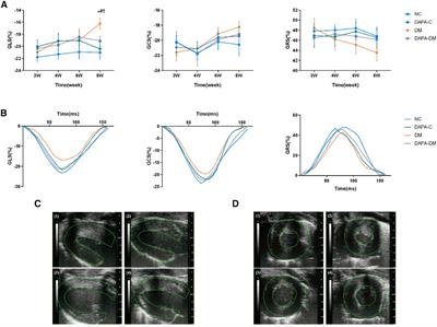 Corrigendum: Dynamic evolution of left ventricular strain and microvascular perfusion assessed by speckle tracking echocardiography and myocardial contrast echocardiography in diabetic rats: effect of dapagliflozin